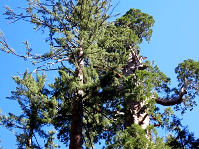 Sequoia NP in CA