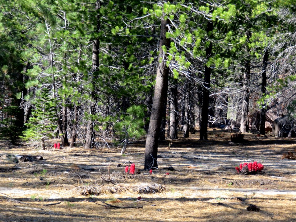 Lassen Volcanic NP in CA