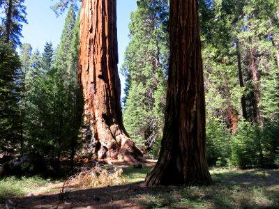 Sequoia NP in CA