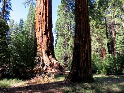 Sequoia NP in CA photo