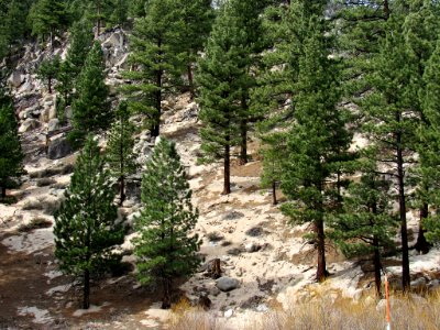 Cedar Trees in California
