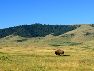 National Bison Range in MT photo
