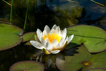 Water nuphar lutea pond