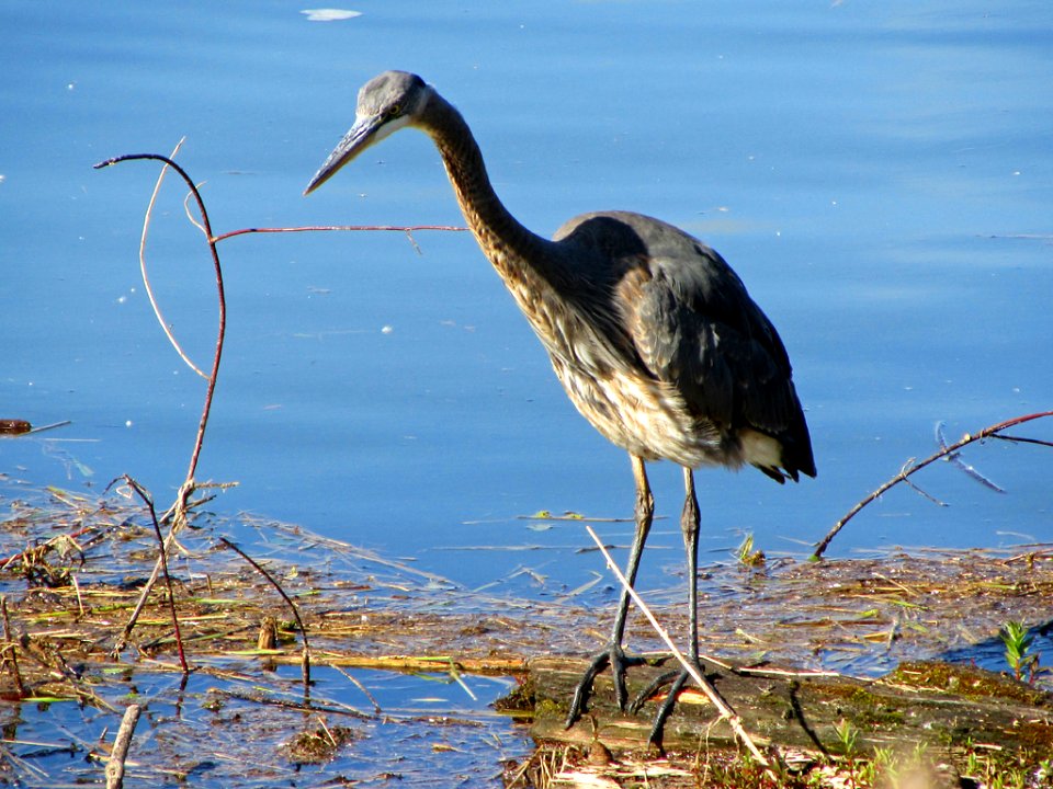 Blue Heron in WA photo