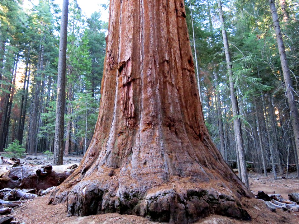 Sequoia National Forest in California