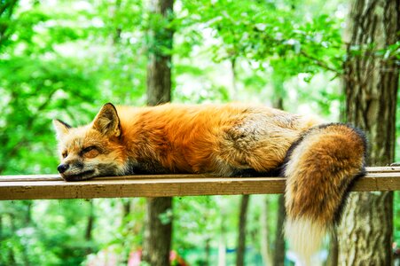Cute sleeping sleep