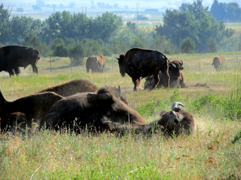 National Bison Range in MT