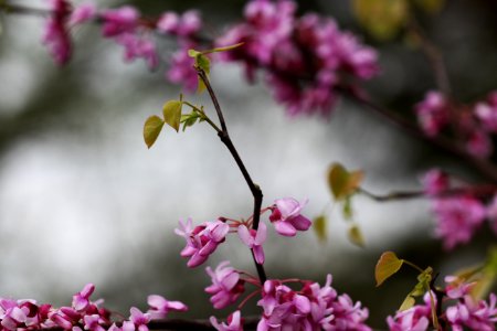 Redbud (Cercis canadensis)