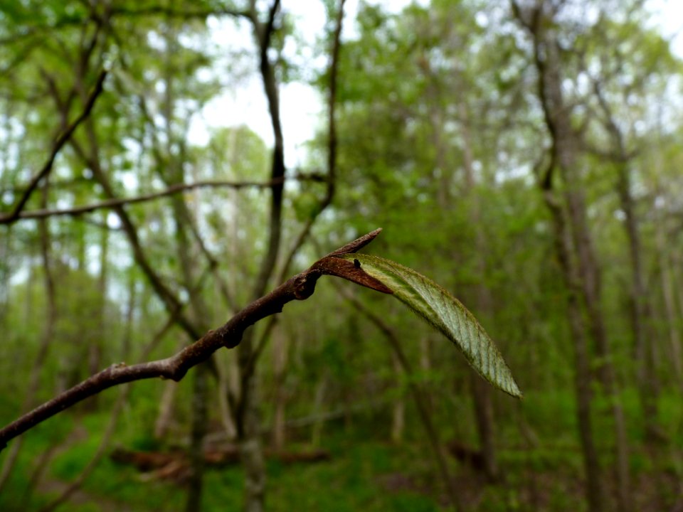 Emerging pawpaw leaf
