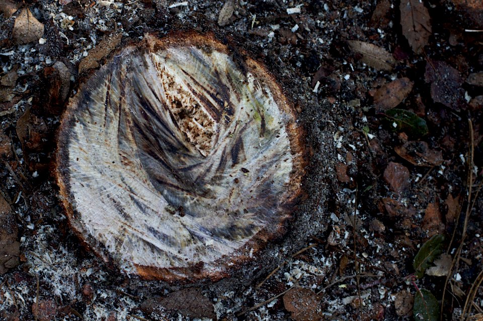 Was Tree, Now Stump