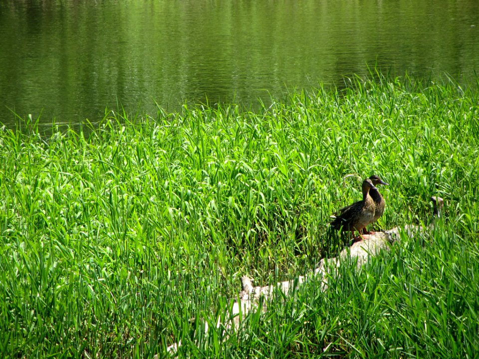 Ducks at Steigerwald Lake NWR in WA