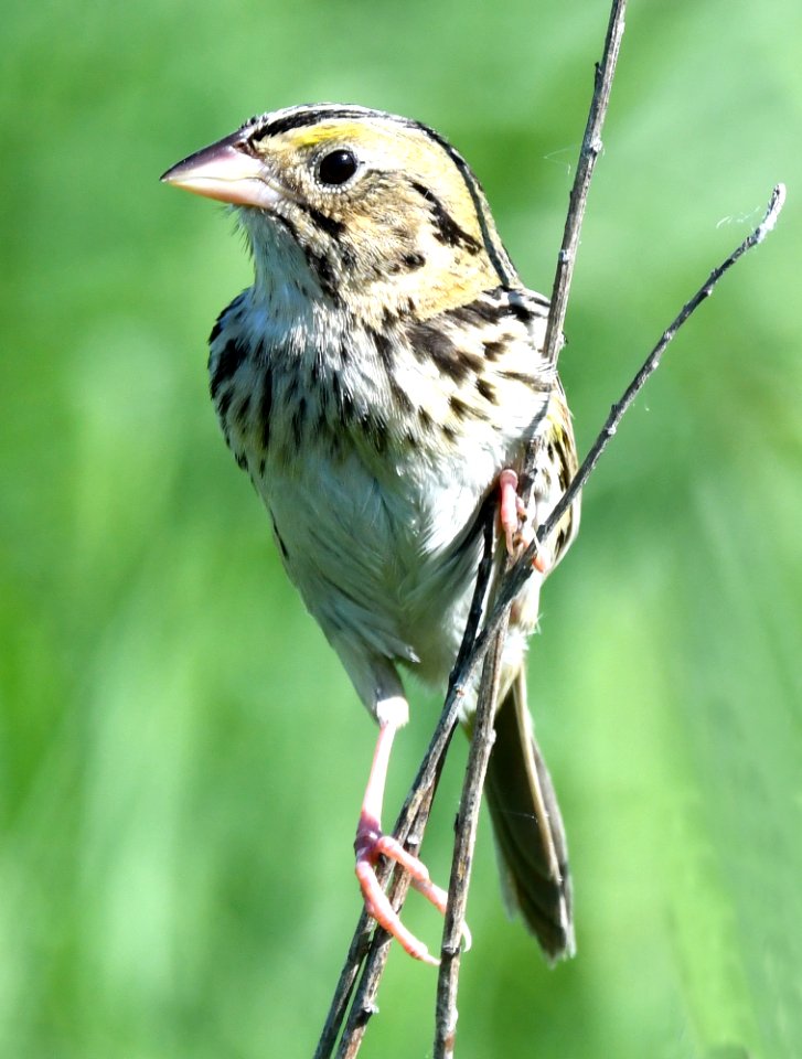 Henslow's sparrow