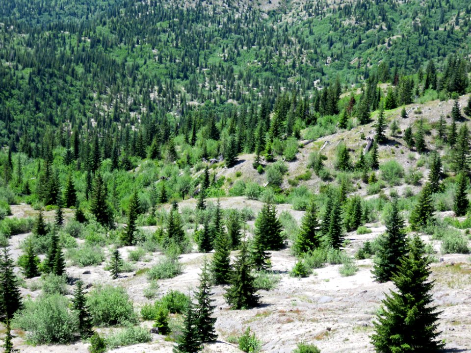 Mt. St. Helens NM in WA