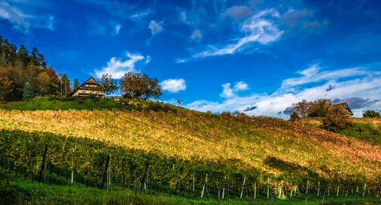 Wine growing area vines wine photo