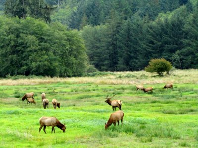 Elk Herd at Pacific Coast In OR