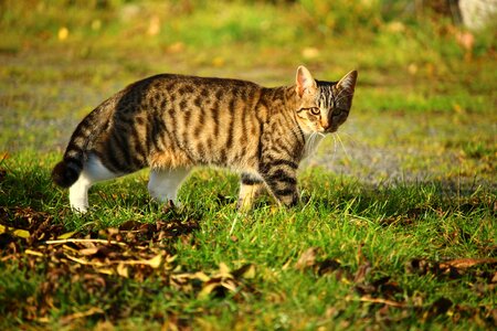 Kitten mieze nature