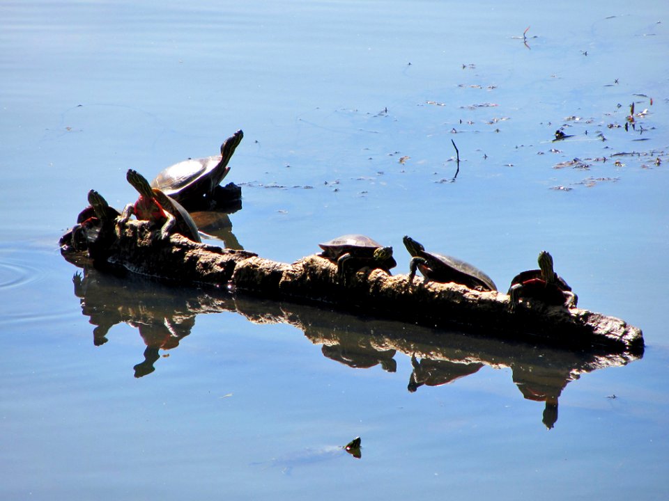 Western Turtles at Steigerwald Lake NWR in WA