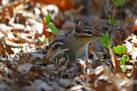 Eastern chipmunk foraging in leaf litter