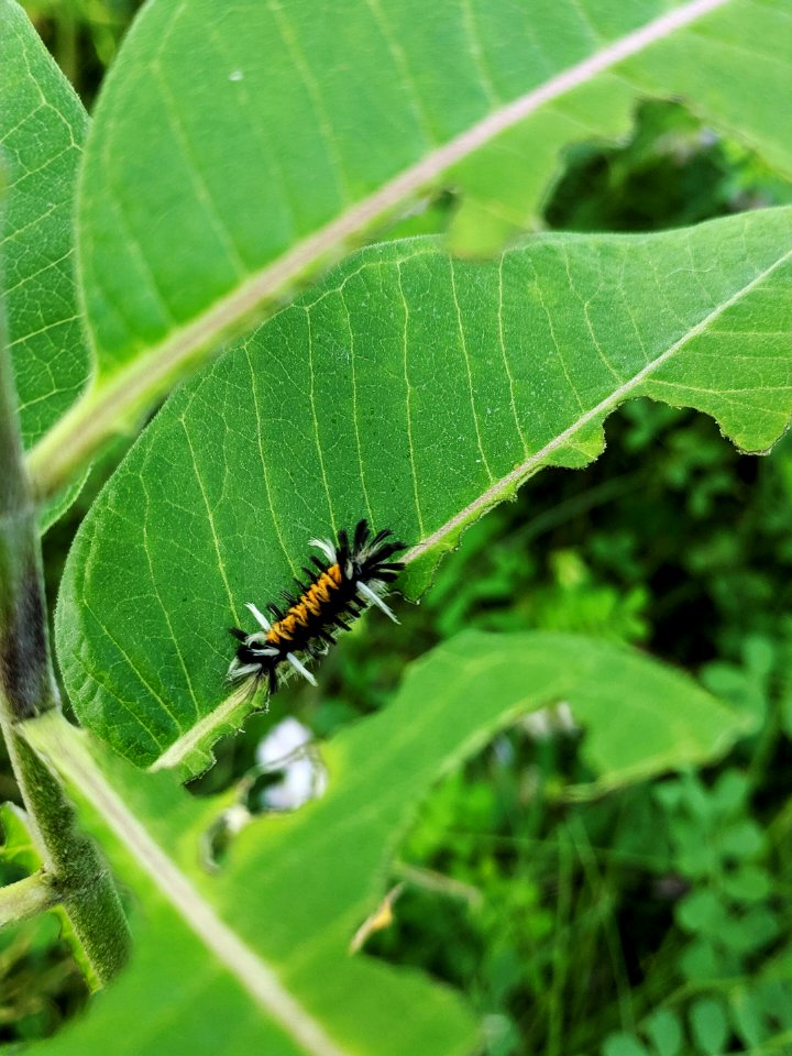 Milkweed Tussock Moth Caterpillar