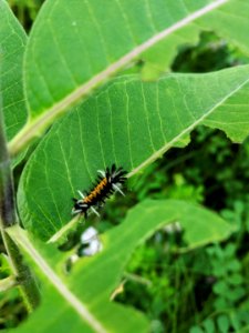 Milkweed Tussock Moth Caterpillar photo