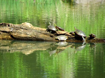 Western Turtles at Steigerwald Lake NWR in WA