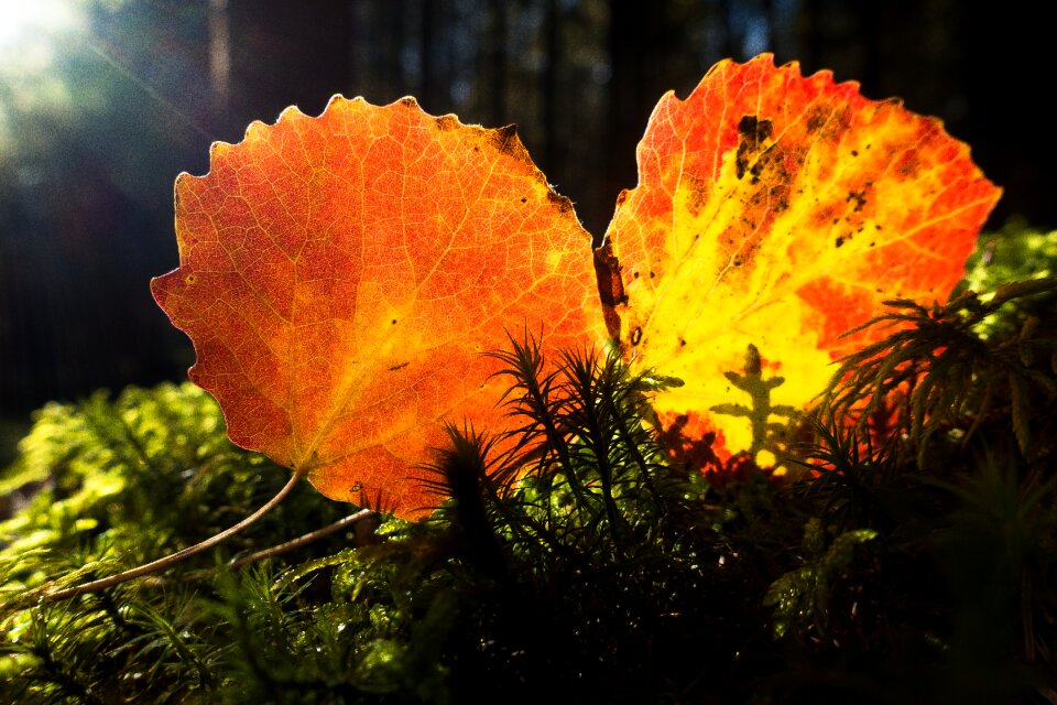 Yellow orange autumn