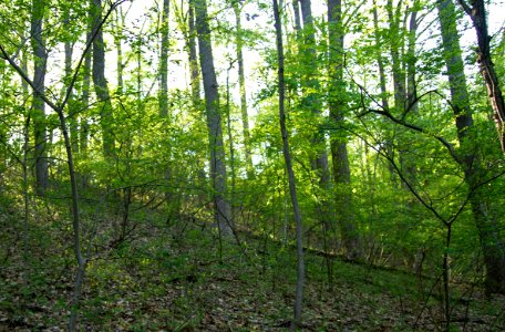 Successional Tuliptree Forest (Rich Type) photo