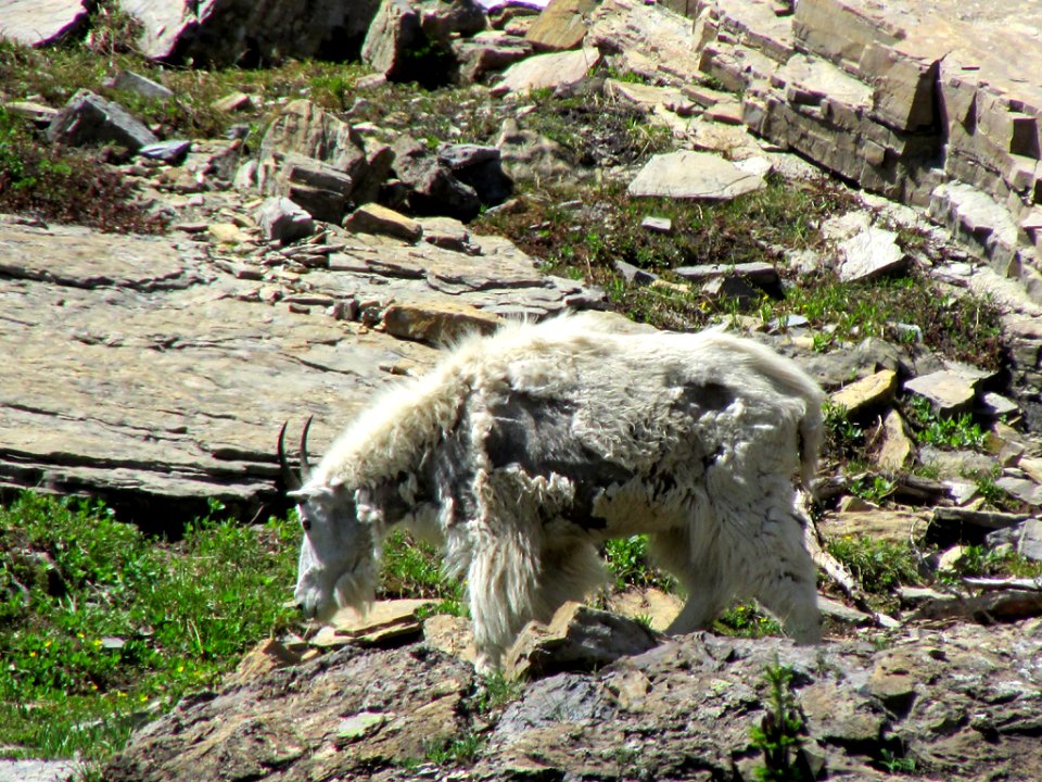 Mountain Goats at Glacier NP in MT