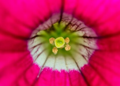 Pistil pollen macro photo