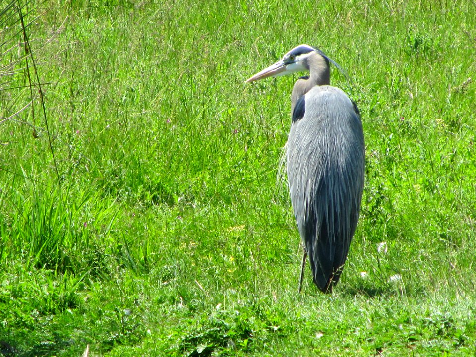 Blue Heron in WA photo