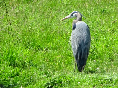 Blue Heron in WA photo