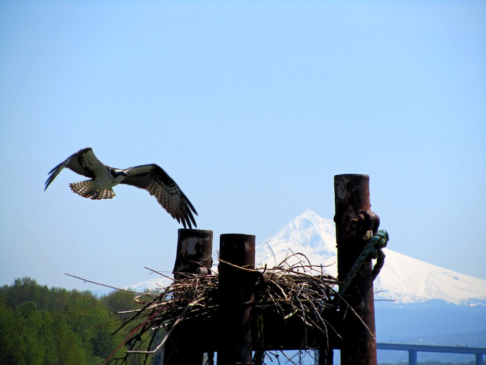 Osprey in WA