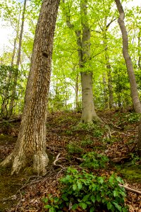 Oak - Beech / Heath Forest photo