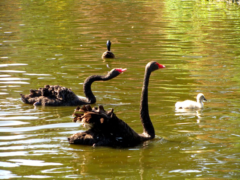 Black Swan in WA