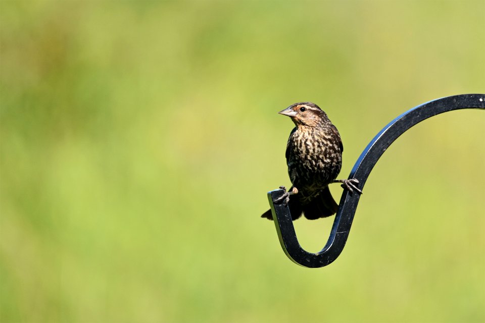 Red-winged blackbird (female)