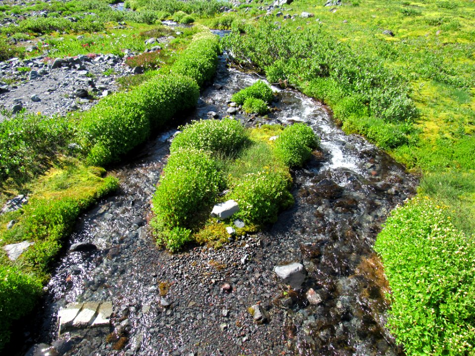 Paradise Skyline Trail at Mt. Rainier NP in WA