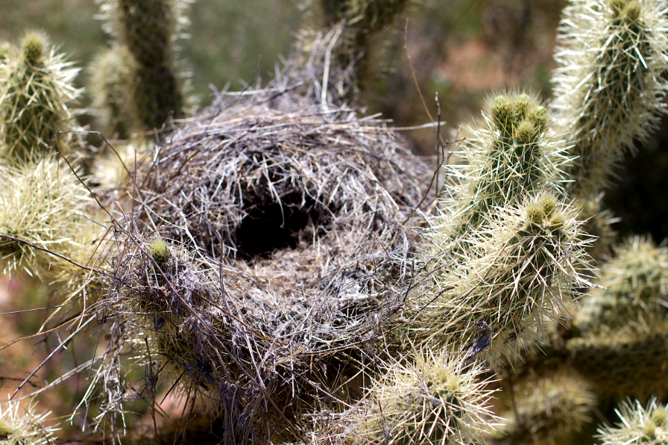 Tricky Place for a Nest