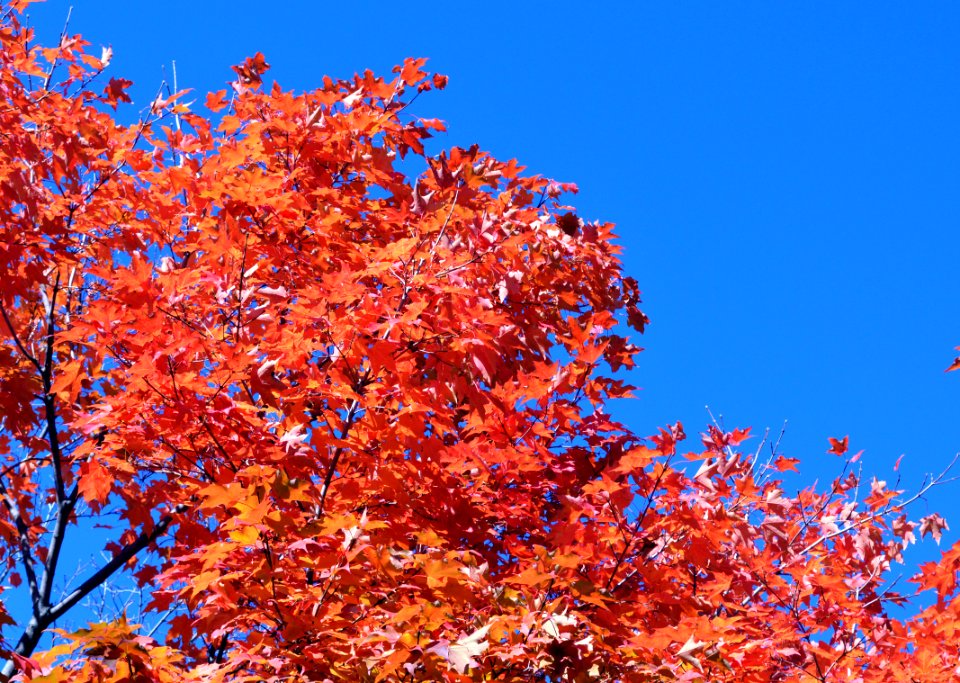 Sugar Maple in its prime - Fall 2015