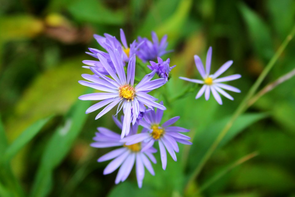 Smooth Blue Aster photo