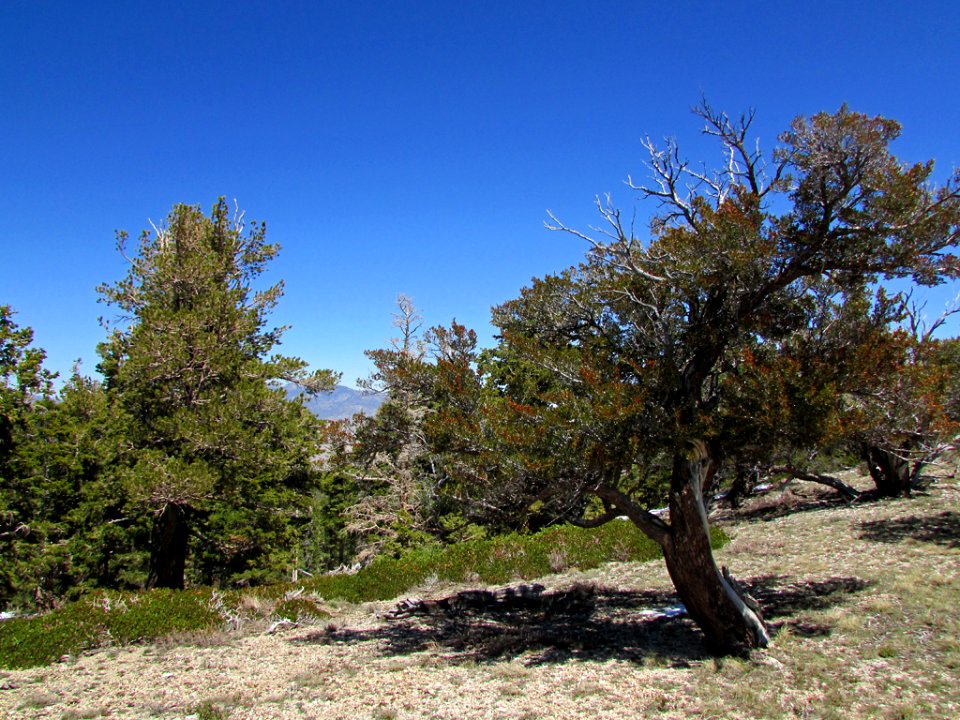 Great Basin NP in NV
