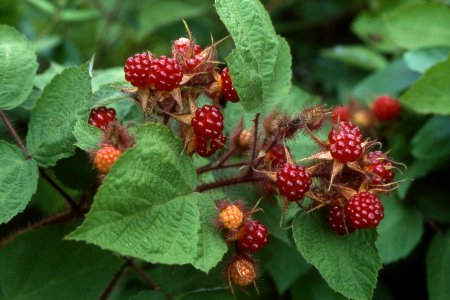 Wine raspberry photo