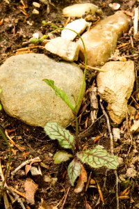 Rattlesnake hawkweed