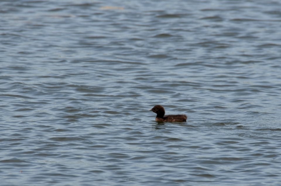 Common Loon Chick