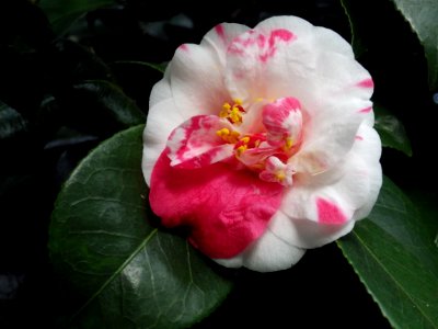 Camellias - YSP photo