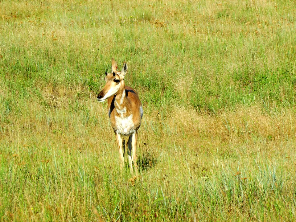 Antelope at National Bison Range in MT