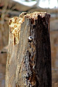 Black-capped Chickadee