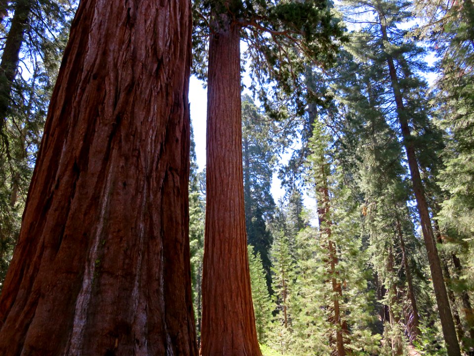 Kings Canyon NP in CA
