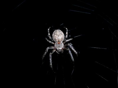 Spinne in der Nacht