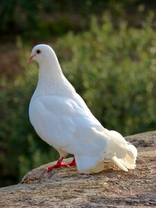 White dove peace paloma