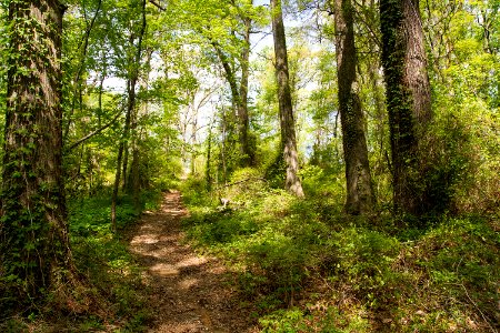 Coastal Plain Oak Forest